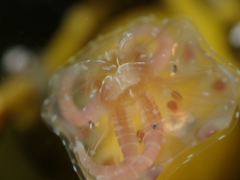 Copula sivickisi