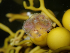 Copula sivickisi