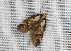 Palimmeces variegata
