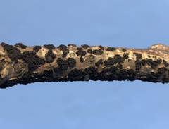 Cucurbitaria