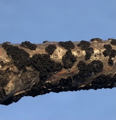 Cucurbitaria
