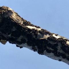 Cucurbitaria