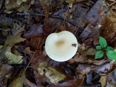 Melanoleuca alboflavida