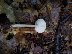 Melanoleuca alboflavida