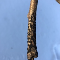 Cucurbitaria