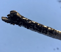 Cucurbitaria