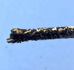 Cucurbitaria
