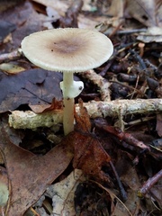 Amanita solaniolens