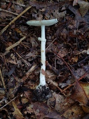 Amanita solaniolens