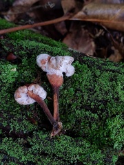 Trichoderma avellaneum