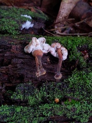 Trichoderma avellaneum