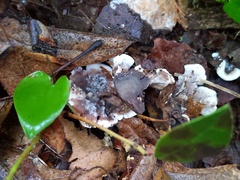 Phellodon confluens