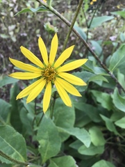 Silphium radula
