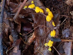 Physarum virescens