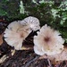 Clitocybula lacerata - Photo (c) huafang, algunos derechos reservados (CC BY-NC), subido por huafang