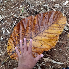 Artocarpus elasticus