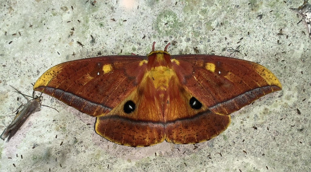 Bathyphlebia rufescens