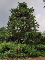 Artocarpus elasticus