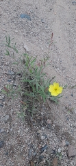 Oenothera picensis