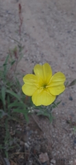 Oenothera picensis