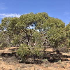Eucalyptus oleosa