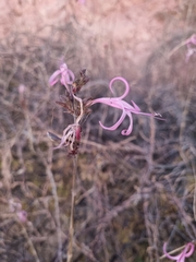 Anisacanthus puberulus