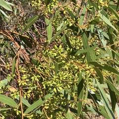 Eucalyptus oleosa
