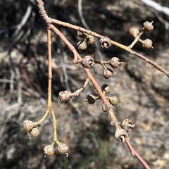 Eucalyptus oleosa