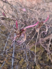 Anisacanthus puberulus