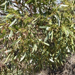 Eucalyptus oleosa