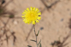 Podolepis rugata rugata