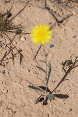 Podolepis rugata rugata