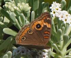 Junonia neildi