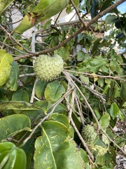 Annona montana