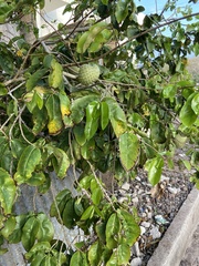 Annona montana