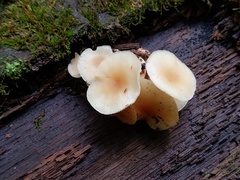 Clitocybe americana