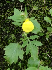 Calceolaria tripartita image