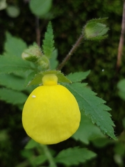 Calceolaria tripartita image