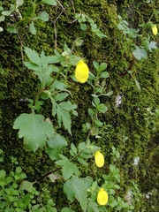 Calceolaria tripartita image