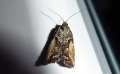 Harmologa scoliastis