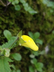 Calceolaria tripartita image