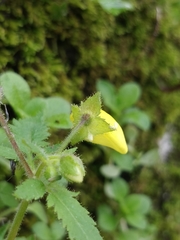 Calceolaria tripartita image