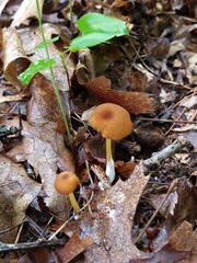 Entoloma formosum