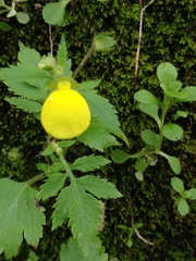 Calceolaria tripartita image