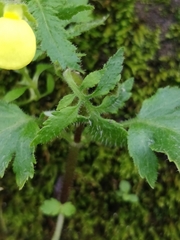 Calceolaria tripartita image