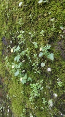 Calceolaria tripartita image