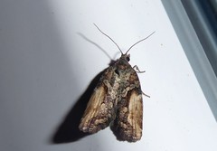 Harmologa scoliastis