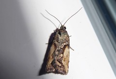 Harmologa scoliastis