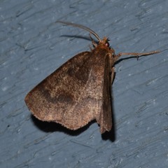 Metarranthis angularia