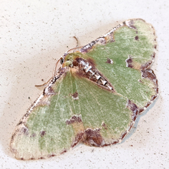 Eucyclodes buprestaria